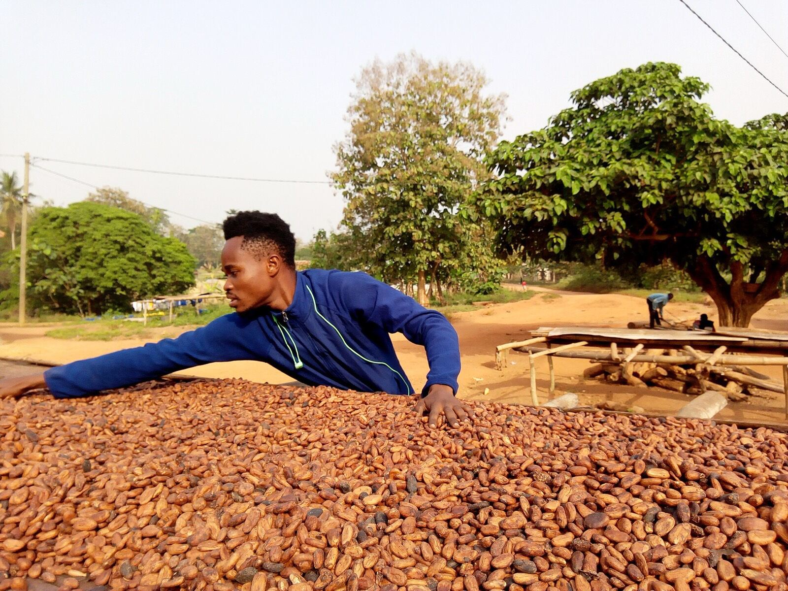 Agriculture · Cacao · Développement rural